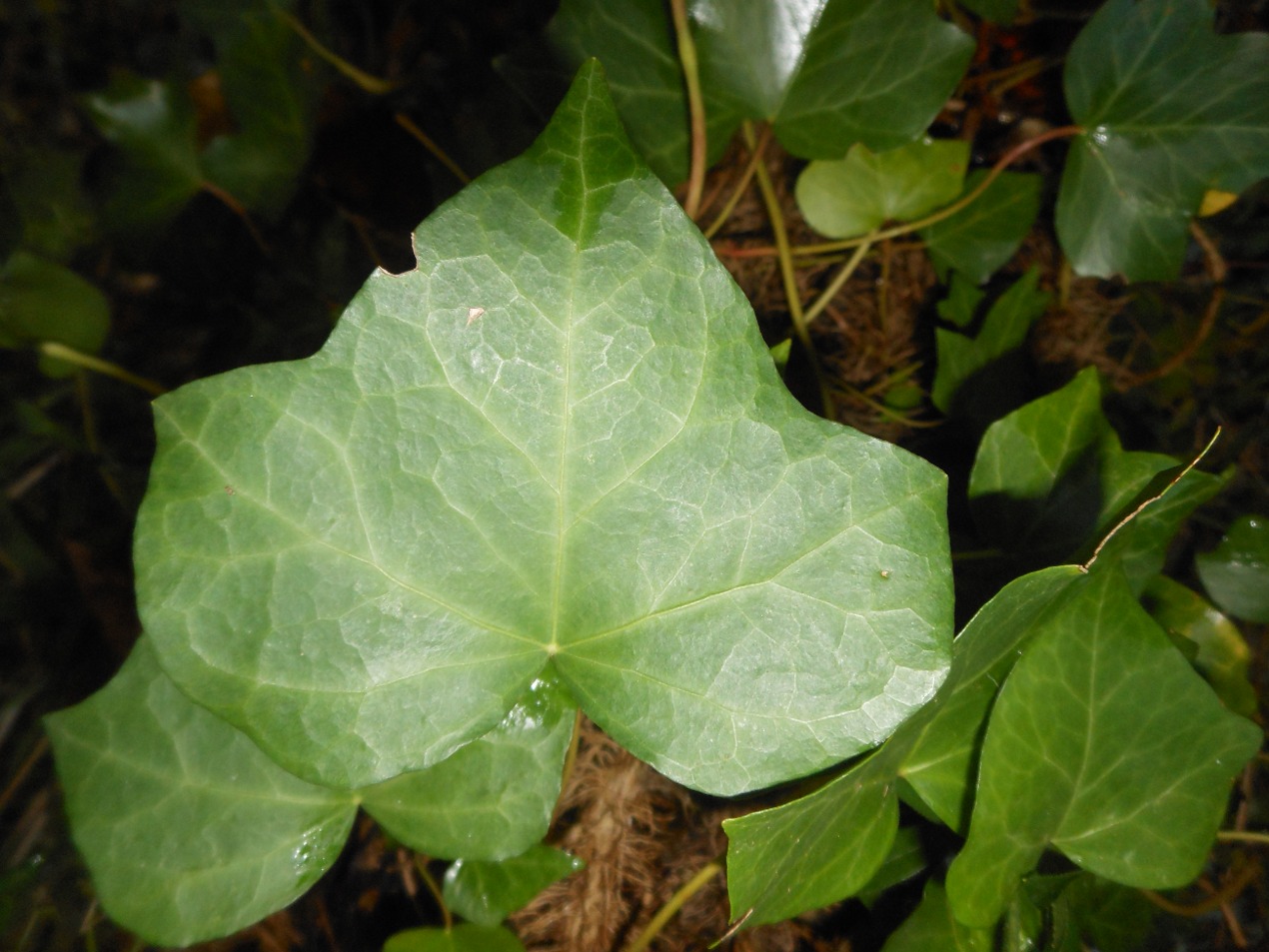 Hedera hibernica / Edera irlandese